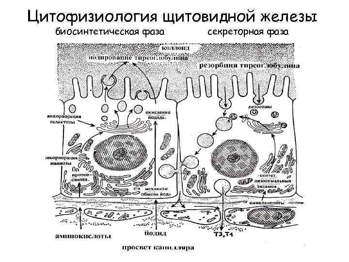 Секреторный цикл фолликулярного тироцита схема по гистологии