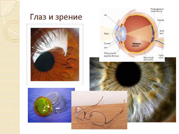 Глаз и зрение 