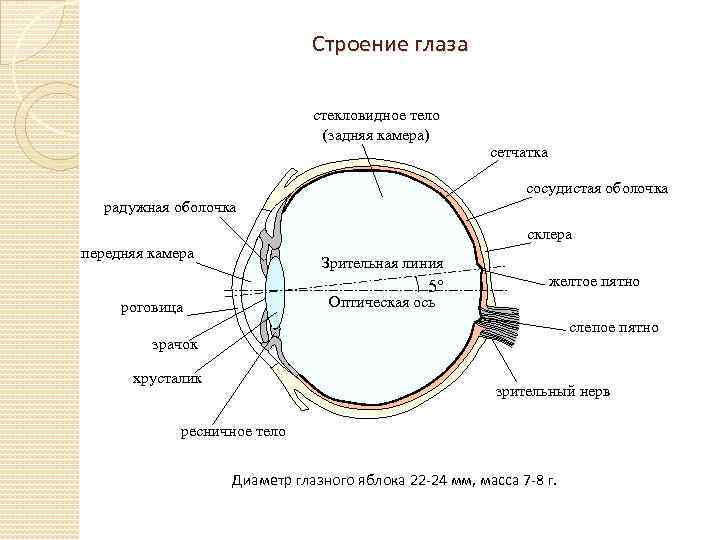 Строение глаза стекловидное тело (задняя камера) сетчатка сосудистая оболочка радужная оболочка склера передняя камера