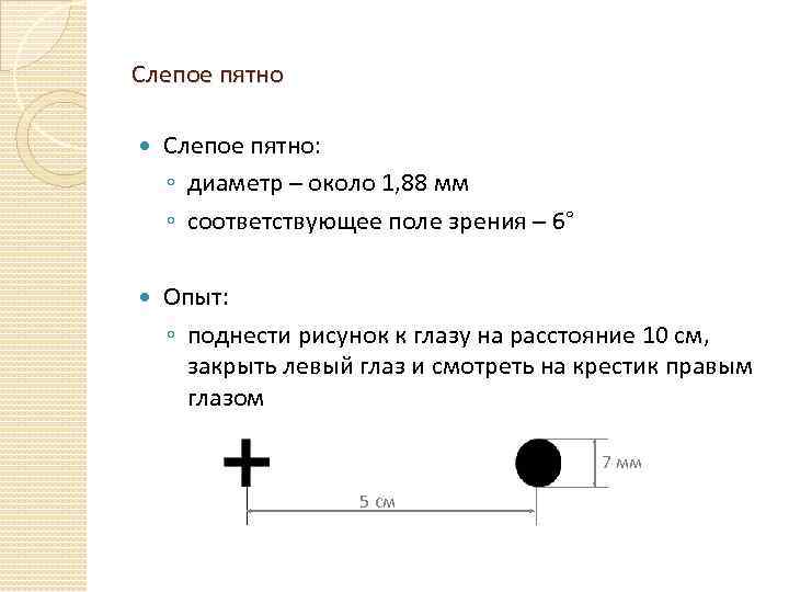 Слепое пятно Слепое пятно: ◦ диаметр – около 1, 88 мм ◦ соответствующее поле