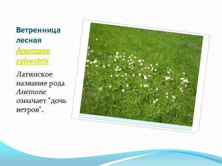 Ветренница лесная Anemone sylvestris Латинское название рода Anemone означает 