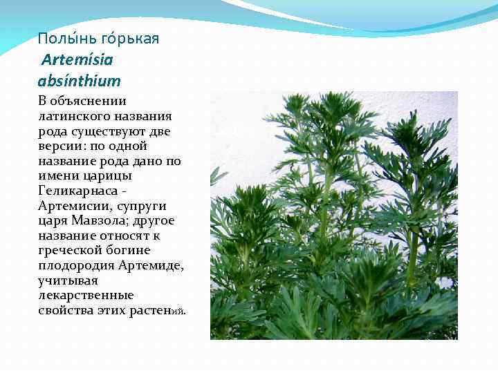 Полы нь го рькая Artemísia absínthium В объяснении латинского названия рода существуют две версии: