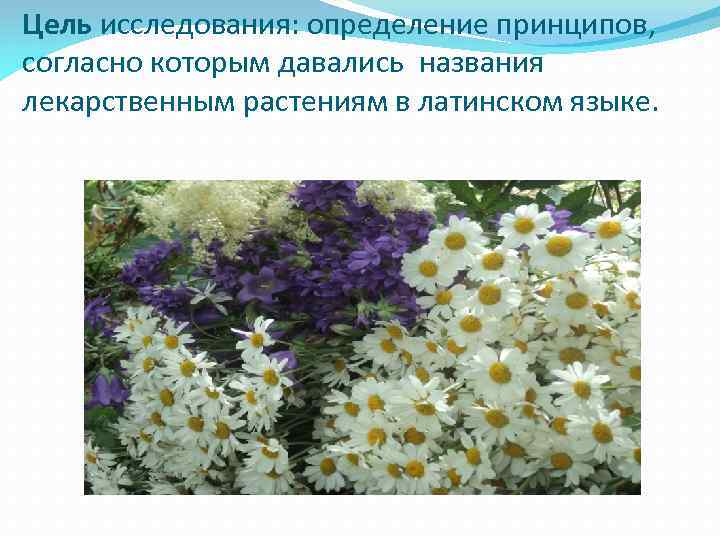 Цель исследования: определение принципов, согласно которым давались названия лекарственным растениям в латинском языке. 