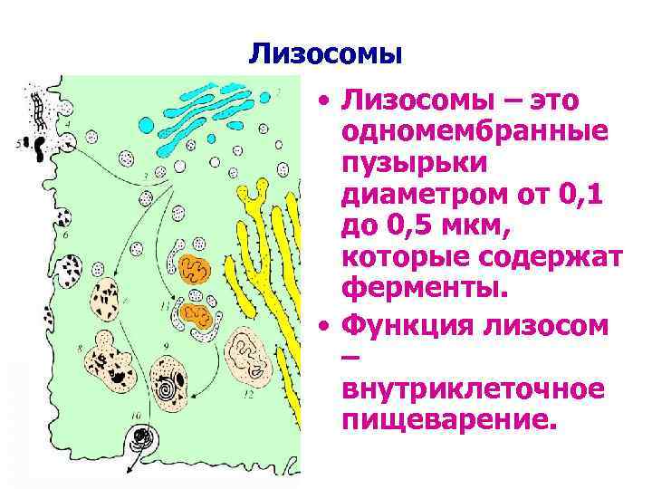 Лизосомы • Лизосомы – это одномембранные пузырьки диаметром от 0, 1 до 0, 5