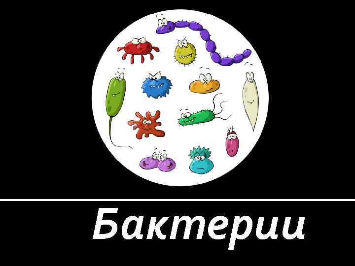 Бактерии 