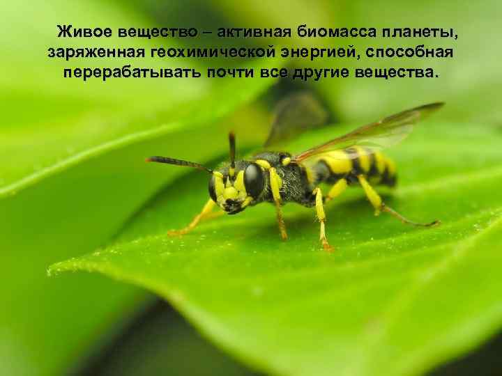 Живое вещество – активная биомасса планеты, заряженная геохимической энергией, способная перерабатывать почти все другие