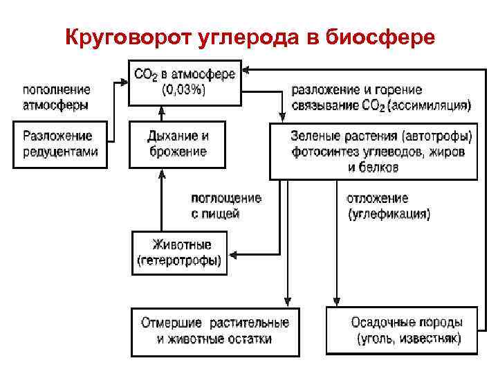 Круговорот углерода в биосфере 