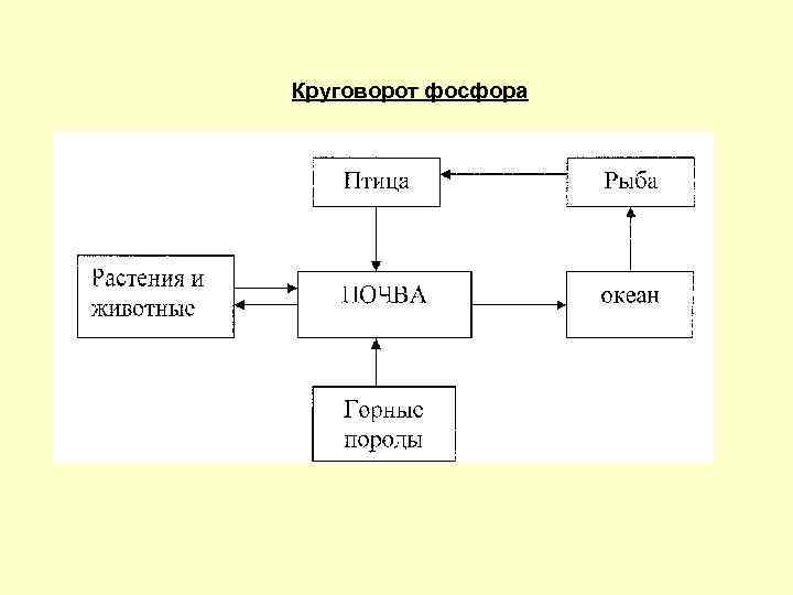 Биохимический цикл фосфора схема 9 класс