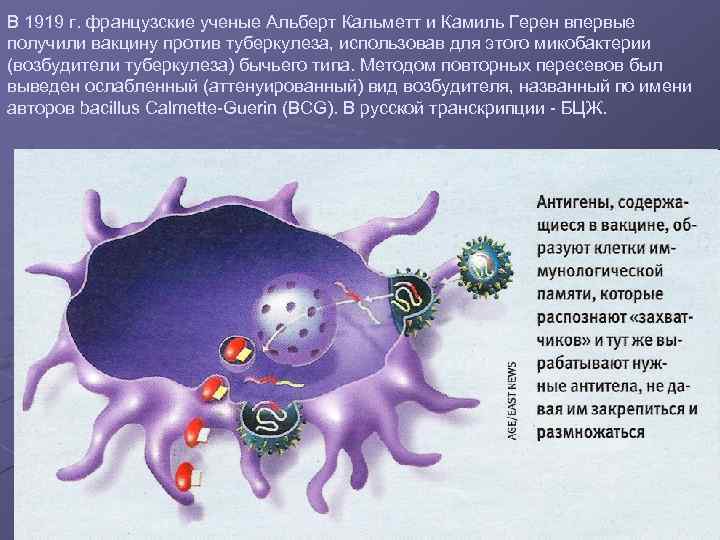 В 1919 г. французские ученые Альберт Кальметт и Камиль Герен впервые получили вакцину против