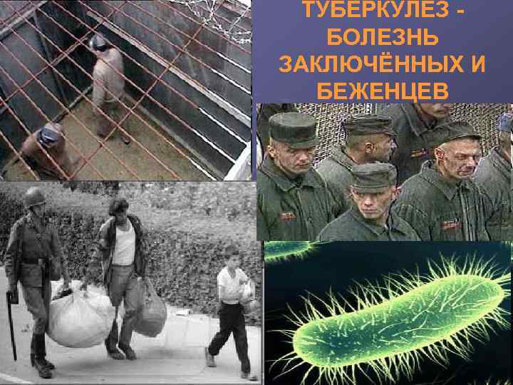 ТУБЕРКУЛЁЗ БОЛЕЗНЬ ЗАКЛЮЧЁННЫХ И БЕЖЕНЦЕВ 