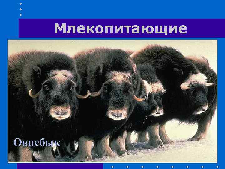 Млекопитающие Овцебык 