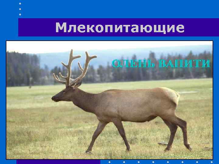 Млекопитающие 