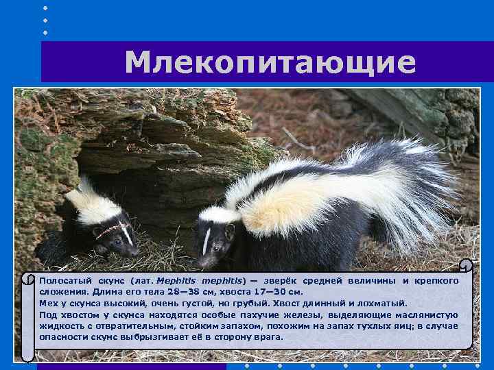 Млекопитающие Полосатый скунс (лат. Mephitis mephitis) — зверёк средней величины и крепкого сложения. Длина