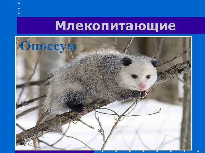 Млекопитающие 