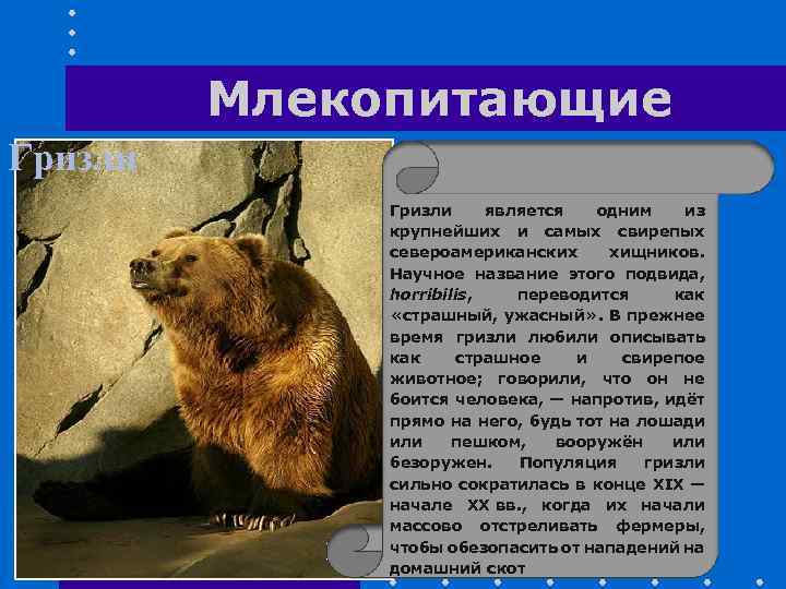 Млекопитающие Гризли является одним из крупнейших и самых свирепых североамериканских хищников. Научное название этого