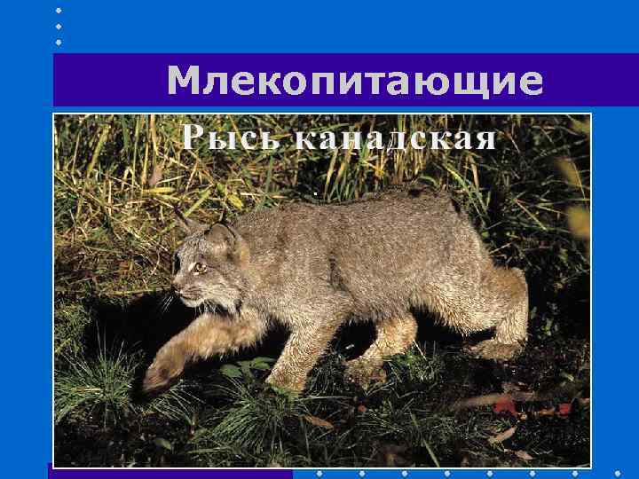 Млекопитающие 