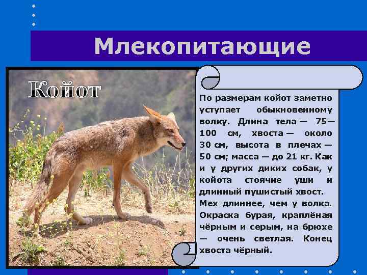 Млекопитающие По размерам койот заметно уступает обыкновенному волку. Длина тела — 75— 100 см,
