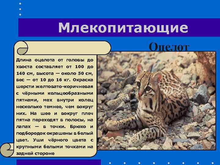 Млекопитающие Оцелот Длина оцелота от головы до хвоста составляет от 100 до 140 см,