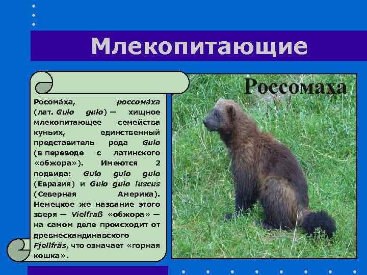 Млекопитающие Росома ха, россома ха (лат. Gulo gulo) — хищное млекопитающее семейства куньих, единственный