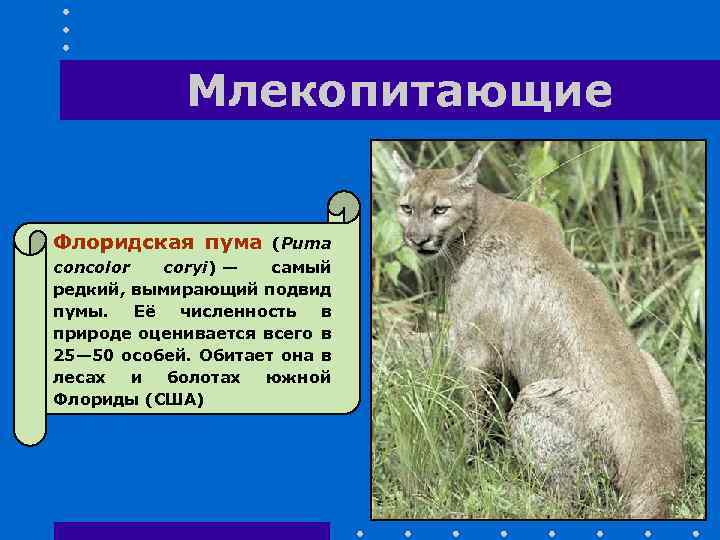 Млекопитающие Флоридская пума (Puma concolor coryi) — самый редкий, вымирающий подвид пумы. Её численность