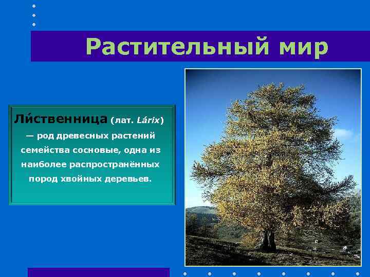 Растительный мир Ли ственница (лат. Lárix) — род древесных растений семейства сосновые, одна из
