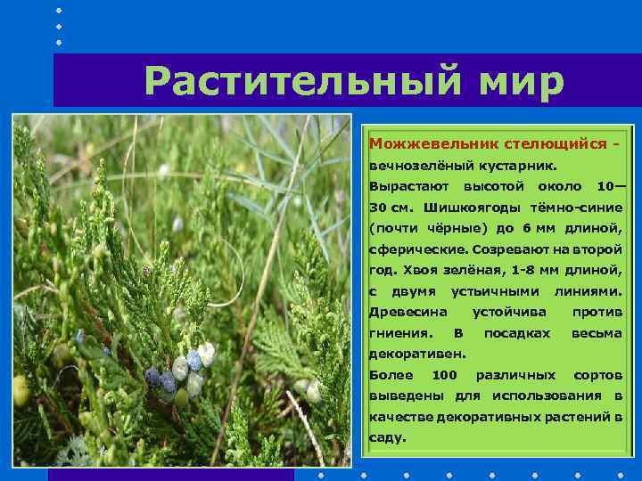 Растительный мир Можжевельник стелющийся вечнозелёный кустарник. Вырастают высотой около 10— 30 см. Шишкоягоды тёмно-синие