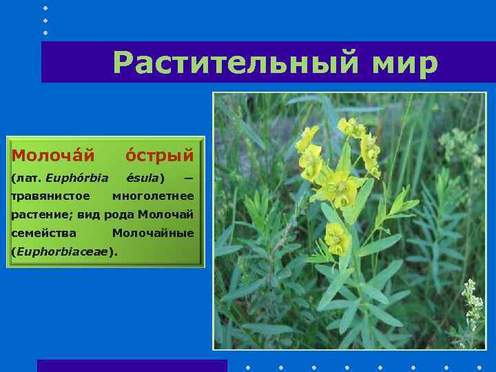Растительный мир Молоча й о стрый (лат. Eupho rbia e sula) травянистое ― многолетнее
