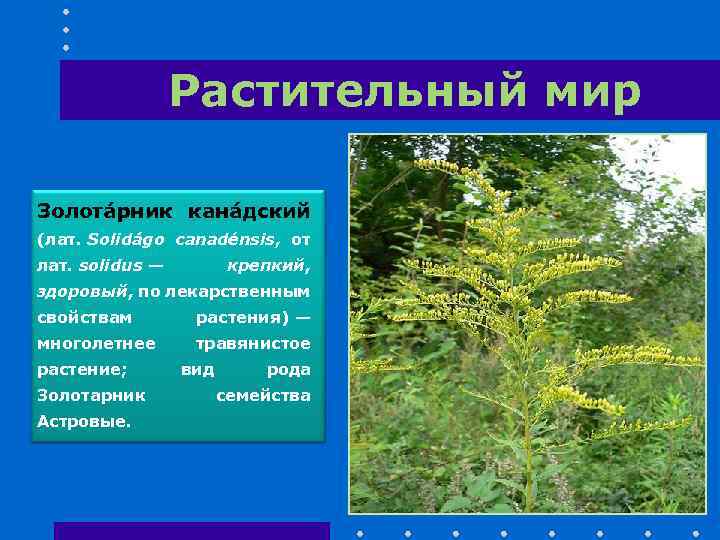 Растительный мир Золота рник кана дский (лат. Solidágo canadénsis, от лат. solidus — крепкий,