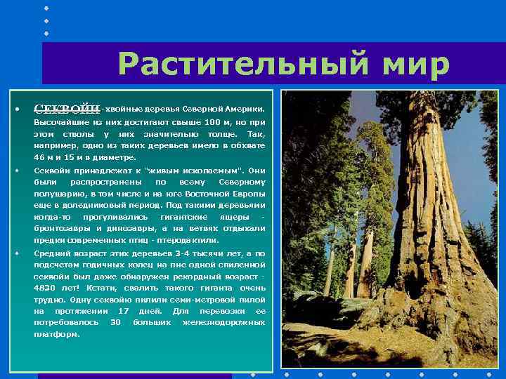 Растительный мир • СЕКВОЙИ - хвойные деревья Северной Америки. Высочайшие из них достигают свыше