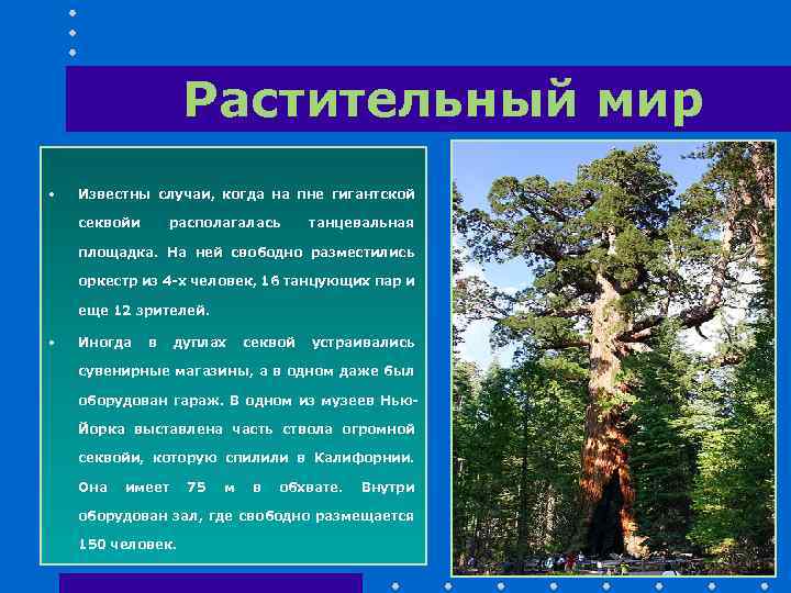 Растительный мир • Известны случаи, когда на пне гигантской секвойи располагалась танцевальная площадка. На