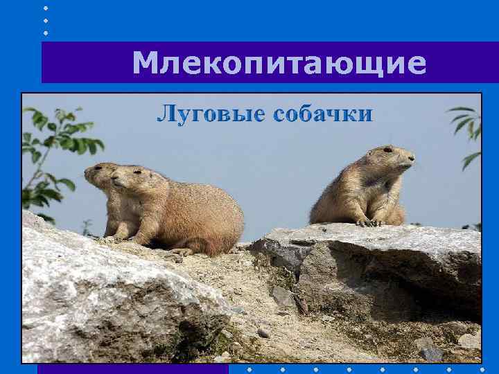 Млекопитающие 