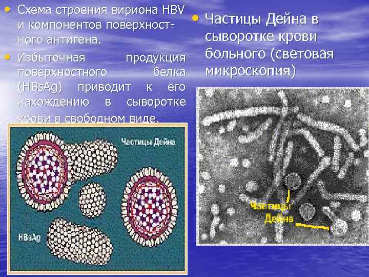  • Схема строения вириона HBV • и компонентов поверхност- • ного антигена. Избыточная