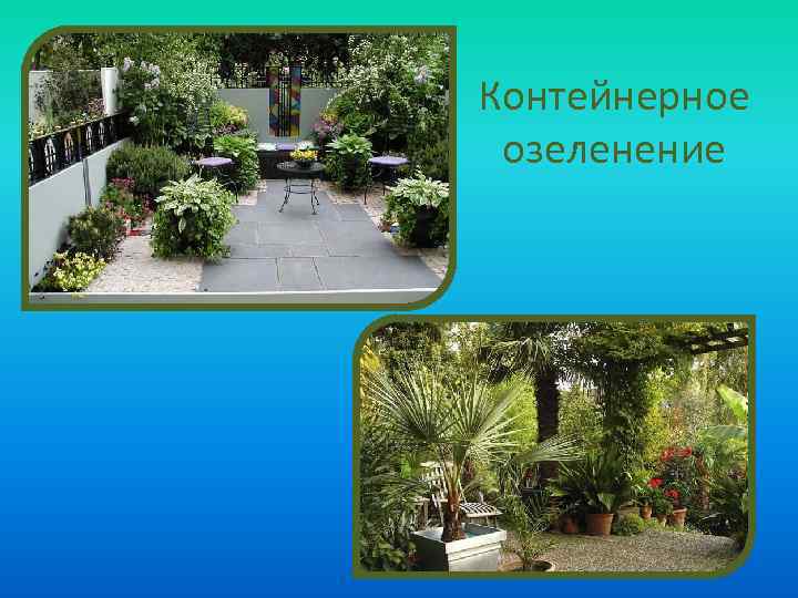Контейнерное озеленение 