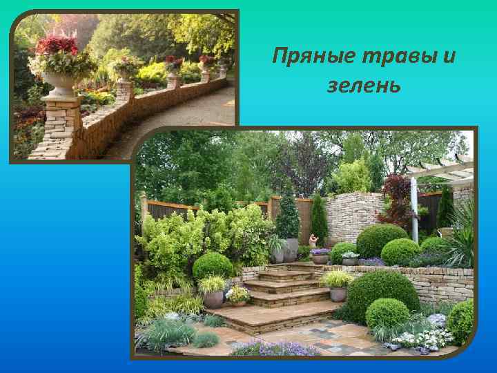 Пряные травы и зелень 