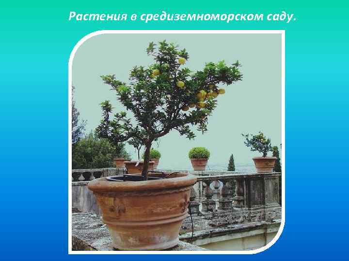 Растения в средиземноморском саду. 