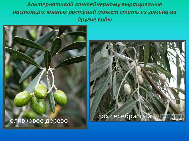 Альтернативой контейнерному выращиванию настоящих южных растений может стать их замена на другие виды оливковое