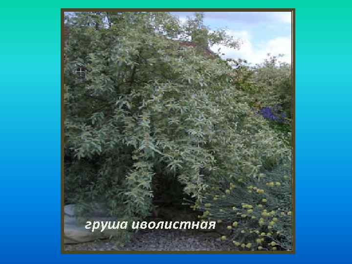 груша иволистная 