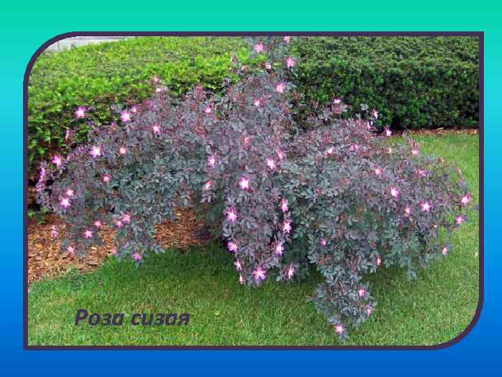 Роза сизая 