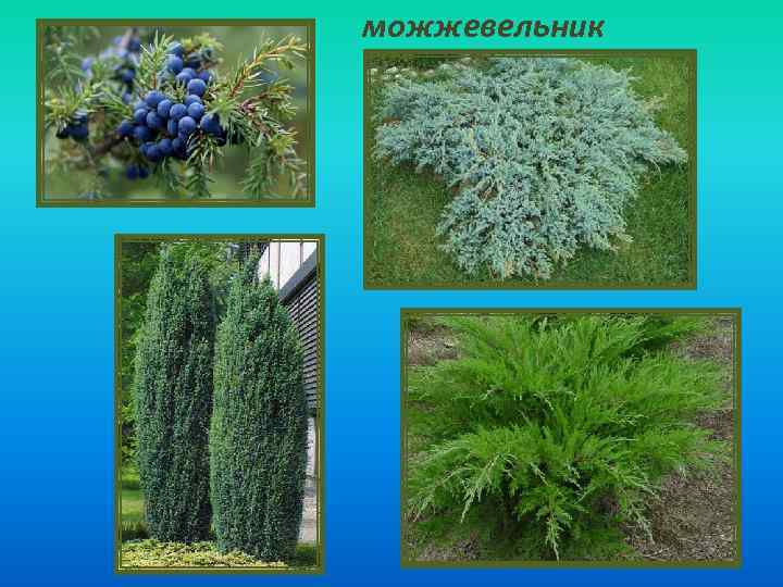 можжевельник 