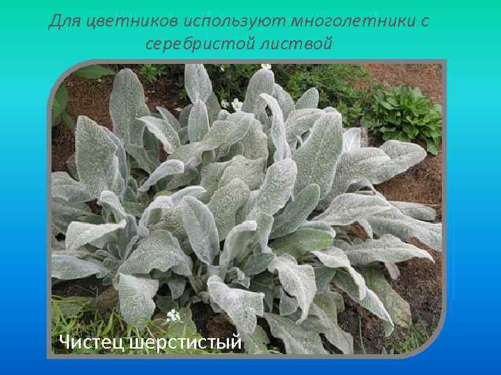 Для цветников используют многолетники с серебристой листвой Чистец шерстистый 