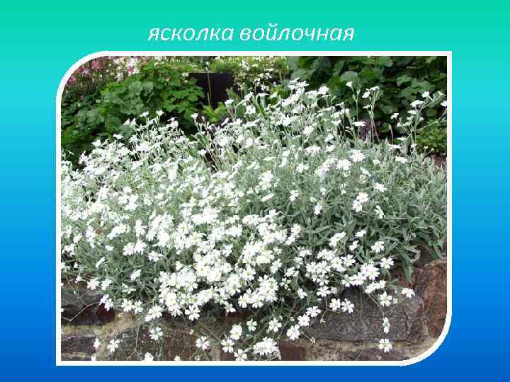 ясколка войлочная 