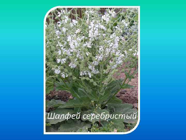 Шалфей серебристый 