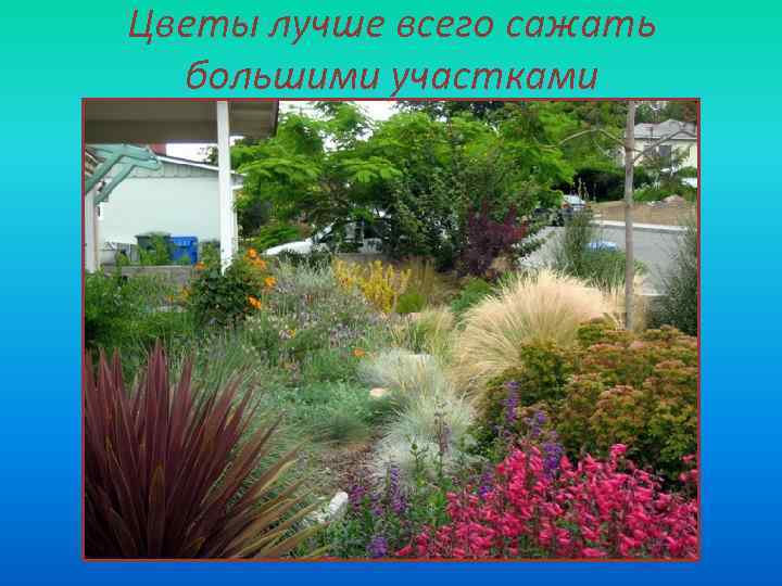 Цветы лучше всего сажать большими участками 
