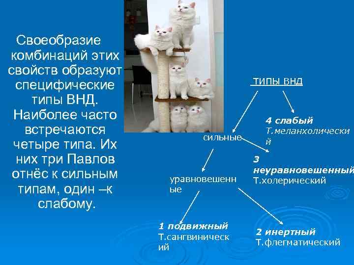 Своеобразие комбинаций этих свойств образуют специфические типы ВНД. Наиболее часто встречаются четыре типа. Их