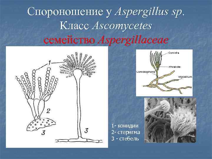Пеницилл консумент. Аспергилл спороношение. Конидии стеригмы. Конидиальное спороношение пеницилла. Конидиеносец аспергилла.