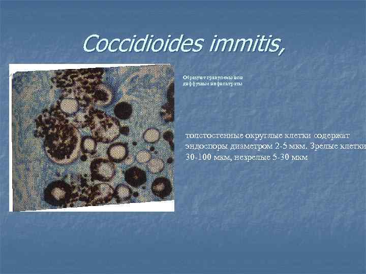 Coccidioides immitis, Образуют гранулемы или диффузные инфильтраты толстостенные округлые клетки содержат эндоспоры диаметром 2