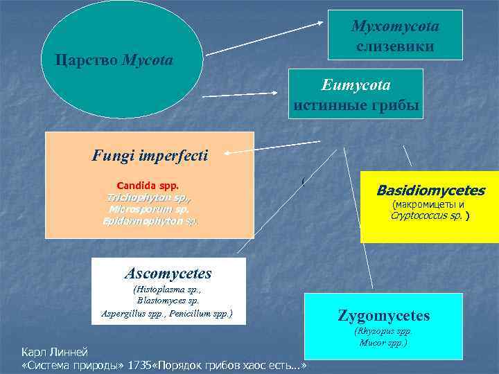 Myxomycota слизевики Царство Mycota Eumycota истинные грибы Fungi imperfecti Candida spp. ( Trichophyton sp.