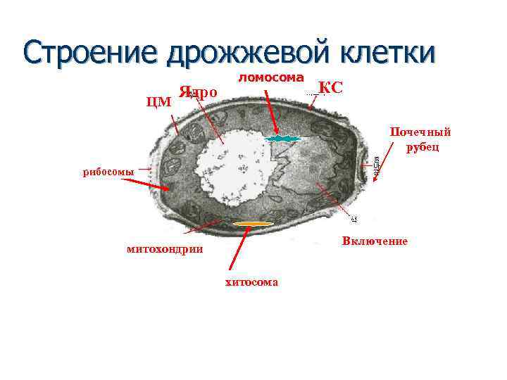 Схема строения дрожжевой клетки