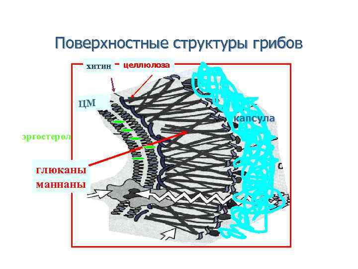 Поверхностная структура. Клеточная стенка грибов хитин. Хитин в клеточной стенке. Клеточное строение грибов хитин. Эргостерол у грибов.