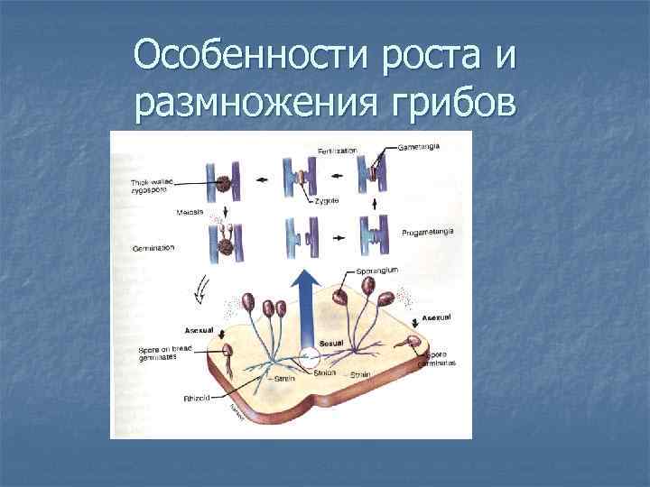 Особенности роста и размножения грибов 